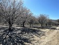 Grove of almond trees on left against blue sky and a dirt road running on the right with people walking on it