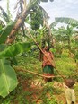 African woman in orange yellow and green dress standing in a banana grove with a little boy