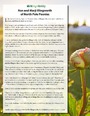 Pic of peonies in bud at sunrise with an overlaid pic of a paper describing the North Pole Peonies farm & operation of Ron & Marji Illingworth