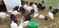 Black turkeys and white turkeys in a net-type enclosure with a green bucket next to them.