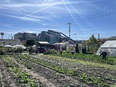 Large garden rows in foreground with grain bins in background