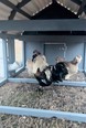Black and white rooster & chickens in a blue chicken coop with a white roof.