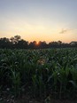 Sunrise behind a field of knee-high corn