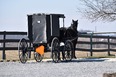Amish buggy and horse tied up to a rail with wood fence to the left side.