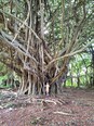 Woman standing in front of and dwarfed by a very large multi-trunked tree in Hawaii