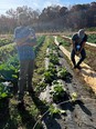 2 men in a vegetable field at the Sustainable Agriculture Conference in NC.