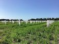 Poles with white netting on them standing out in a green field