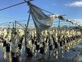 A flooded field with a tubular metal framework in it that is holding up poles with rectangular planters on them