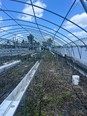 A hoophouse grame with open gutters on racks running down the middle of it