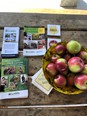 A bowl of red and green apples next to some AgrAbility brochures on a wood table