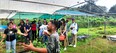 A group of people standing under canopies outside on a farm on Guam