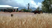 View of NM Farm & Ranch Heritage Museum with wheat in the foreground & several tractors & a windmill in the background