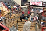 People sitting in bleachers watching a man show a black cow in a ring at Upson County Livestock