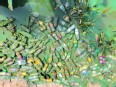 Algae and plastic water bottles at the edge of Lake Victoria in Uganda