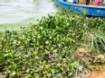 Water weeds at the edge of Lake Victoria - Uganda - with a blue boat in the background