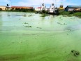 Algae on the surface of Lake Victoria in Uganda
