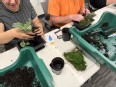2 people at a table putting small plants in pots