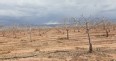 A pistachio orchard against a cloudy sky in NM