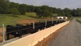 Gravel road on the right with black cows on the left feeding from a long feedbunk.