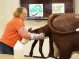Woman in long plastic gloves extracting a mock calf from it's mock momma cow giving birth.