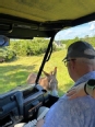 Back of a farmer in a UTV looking at a donkey
