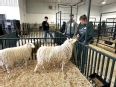 OT students looking at sheep in pens at Huntington University AT Expo