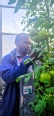 Usher in blue coat checking produce in a greenhouse