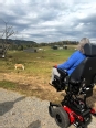 Teresa Wininger in an electric wheelchair looking over a field with cows in it