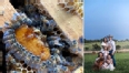 Left picture of bees and rt pic of a farm family posing in a field.