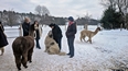 An NTW group in the snow with Alpacas and Carl - the large farm dog