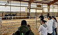 A group of people looking at some cattle in show-room pens